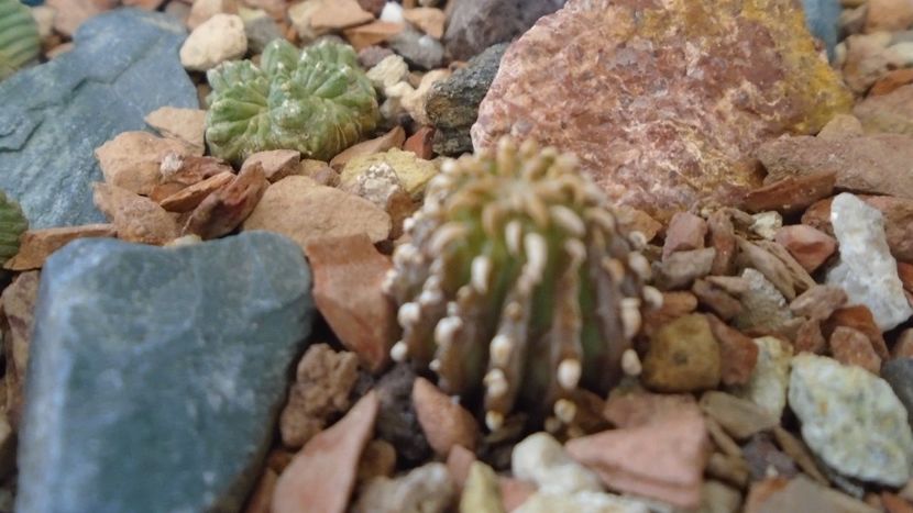 Geohintonia mexicana - Cactusi 2021