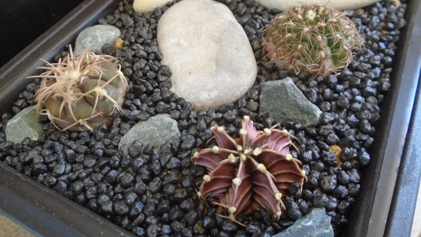 Grup de 3 Gymnocalycium - Cactusi 2021 Gymnocalycium