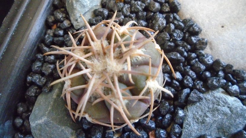 Gymnocalycium spegazzinii - Cactusi 2021 Gymnocalycium