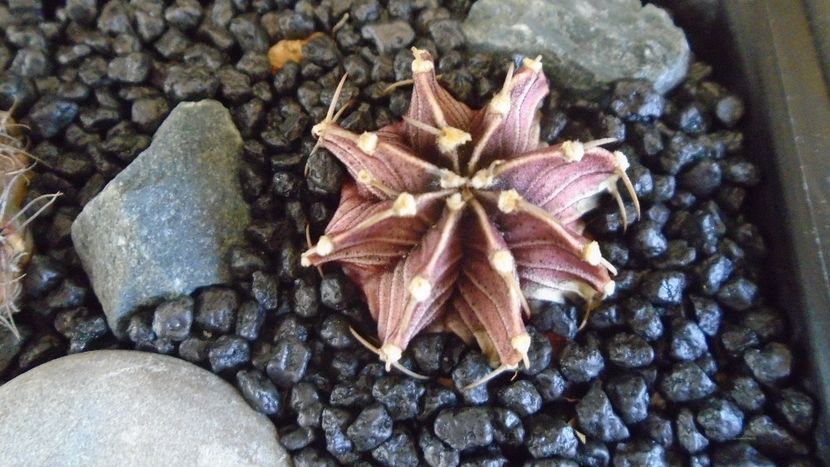 Gymnocalycium friedrichii, LB 2178 Agua Dulce, Paraguay - Cactusi 2021 Gymnocalycium