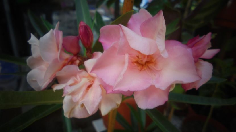 Mrs Roeding,NR. 53 - Sclipiri 2021