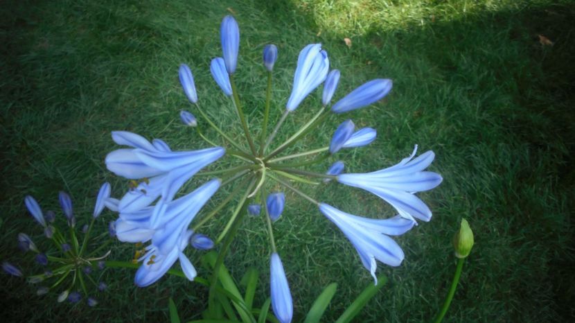 Agapanthus,crin african - Sclipiri 2021