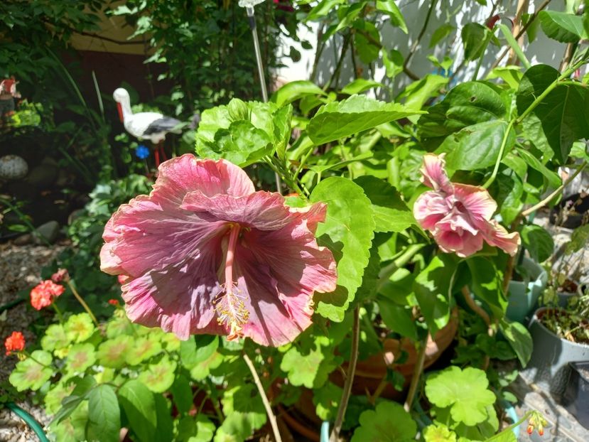 29.07.2021 - Grădina 2021 continuare 2