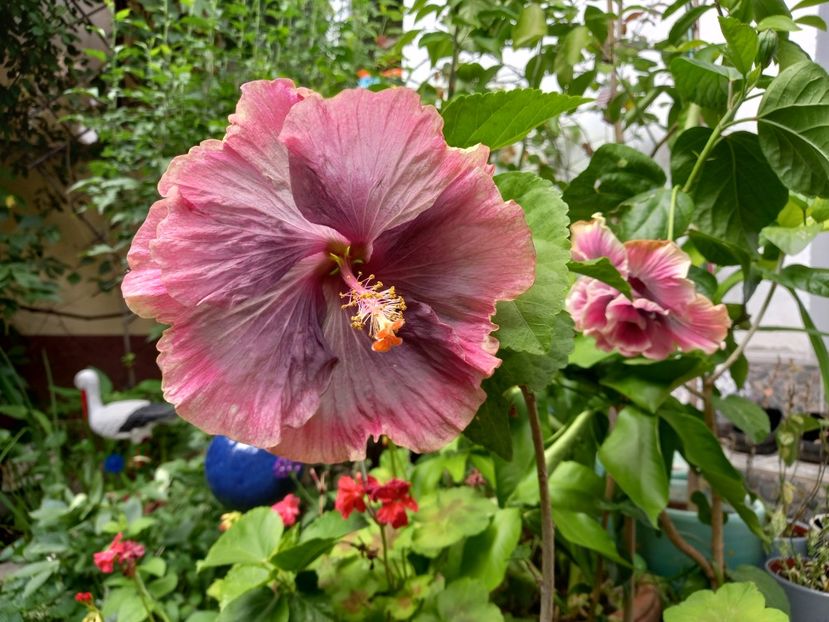  - Grădina 2021 continuare 2