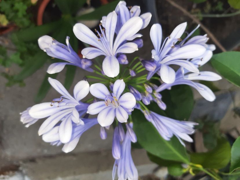  - La țară în iulie 2021