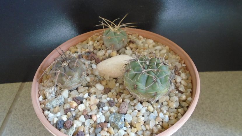 Gymnocacalycium gibbosum - Cactusi 2021 Gymnocalycium