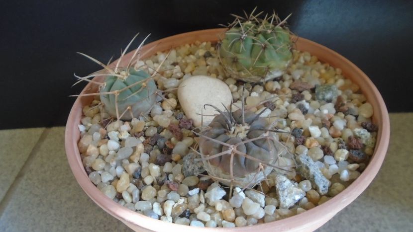 Gymnocalycium spegazzinii ssp. sarkae, KP54, San Felipe, Argentina - Cactusi 2021 Gymnocalycium