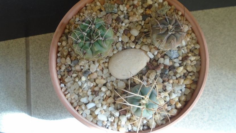Grup de 3 Gymnocalycium - Cactusi 2021 Gymnocalycium