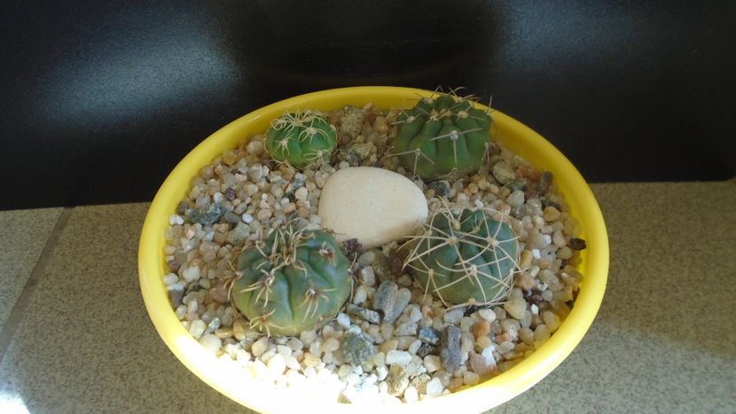 Grup de 4 Gymnocalycium - Cactusi 2021 Gymnocalycium