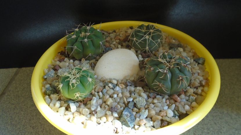 Grup de 4 Gymnocalycium - Cactusi 2021 Gymnocalycium