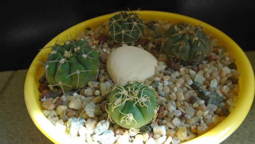 Gymnocalycium denudatum - Cactusi 2021 Gymnocalycium