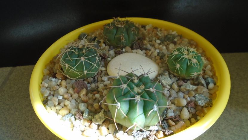 Gymnocalycium castellanosii - Cactusi 2021 Gymnocalycium