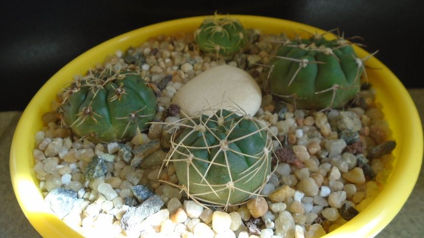 Gymnocalycium hyptiacanthum ssp. uruguayense (artigas) - Cactusi 2021 Gymnocalycium