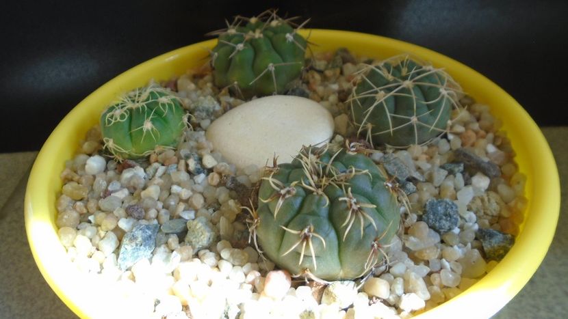 Gymnocalycium ritterianum - Cactusi 2021 Gymnocalycium