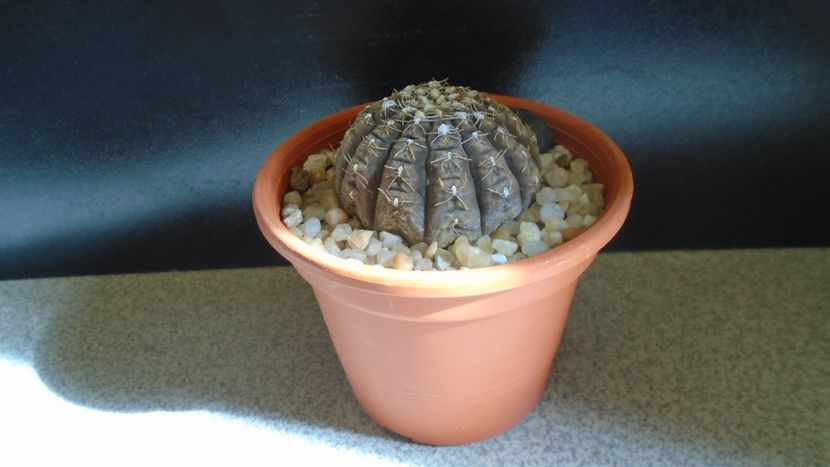 Gymnocacalycium ragonesei - Cactusi 2021 Gymnocalycium