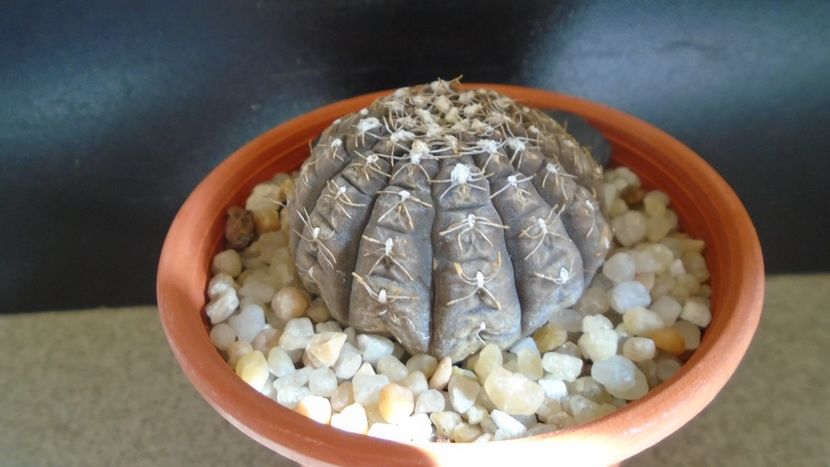 Gymnocacalycium ragonesei - Cactusi 2021 Gymnocalycium