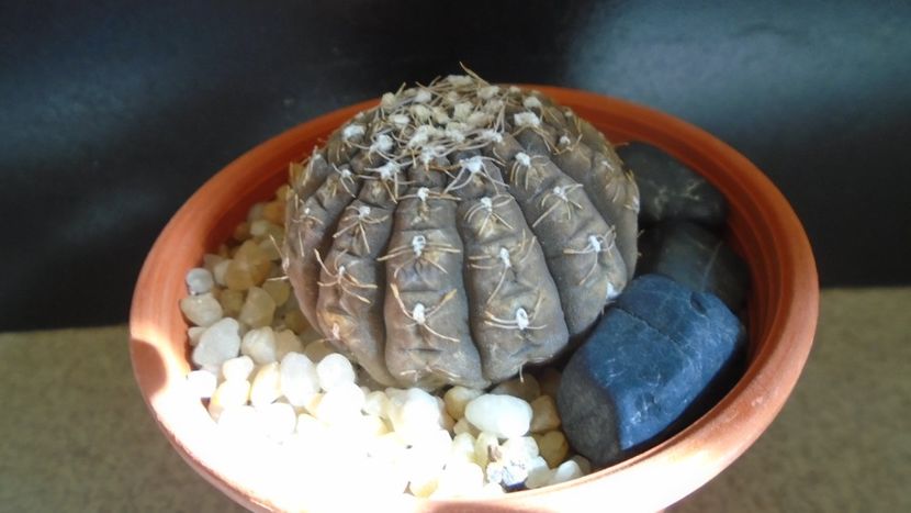 Gymnocacalycium ragonesei - Cactusi 2021 Gymnocalycium