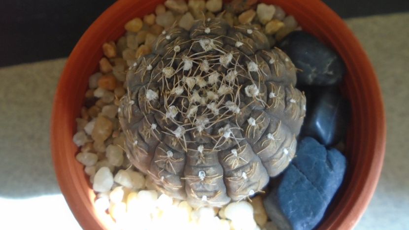 Gymnocacalycium ragonesei - Cactusi 2021 Gymnocalycium