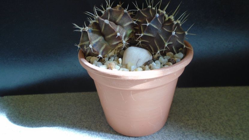 Gymnocalycium friedrichii bicefal - Cactusi 2021 Gymnocalycium
