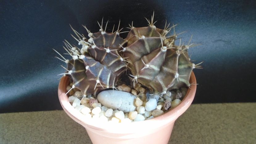 Gymnocalycium friedrichii bicefal - Cactusi 2021 Gymnocalycium