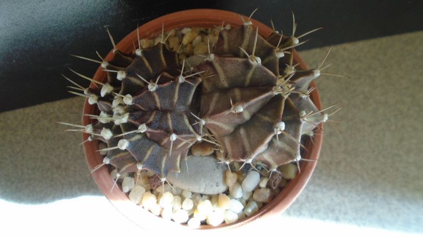 Gymnocalycium friedrichii bicefal - Cactusi 2021 Gymnocalycium