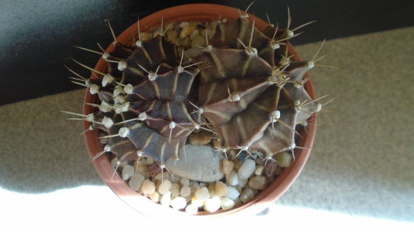 Gymnocalycium friedrichii bicefal - Cactusi 2021 Gymnocalycium