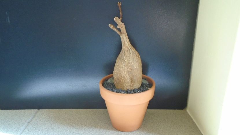 Petopentia natalensis - Caudiciforme - pachycaule si bulboase 2021