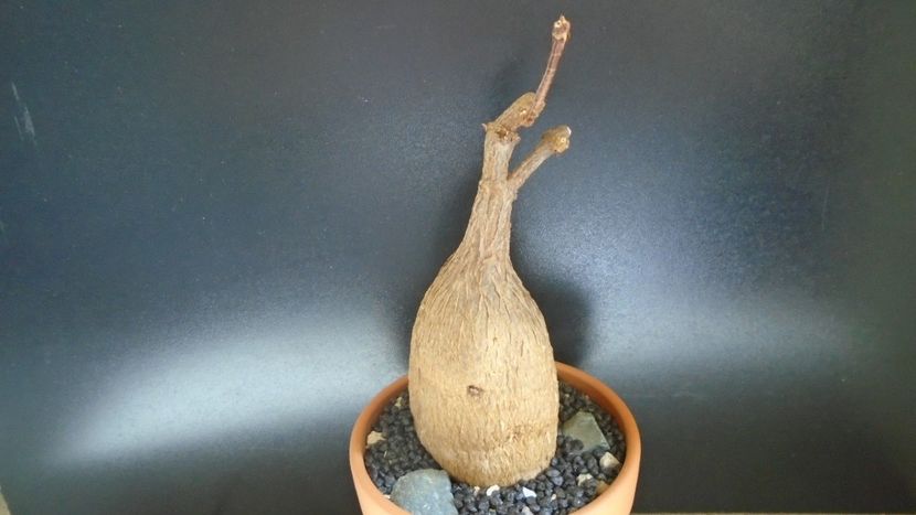 Petopentia natalensis - Caudiciforme - pachycaule si bulboase 2021