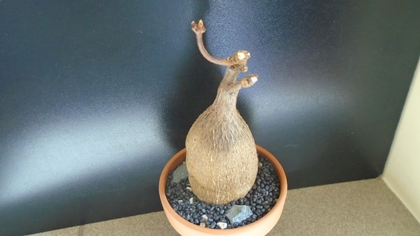 Petopentia natalensis - Caudiciforme - pachycaule si bulboase 2021