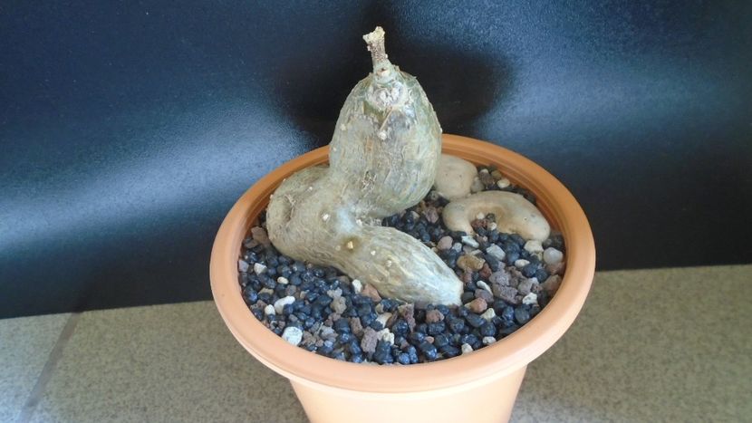 Cissus tiliacea (tuberosa) - Caudiciforme - pachycaule si bulboase 2021