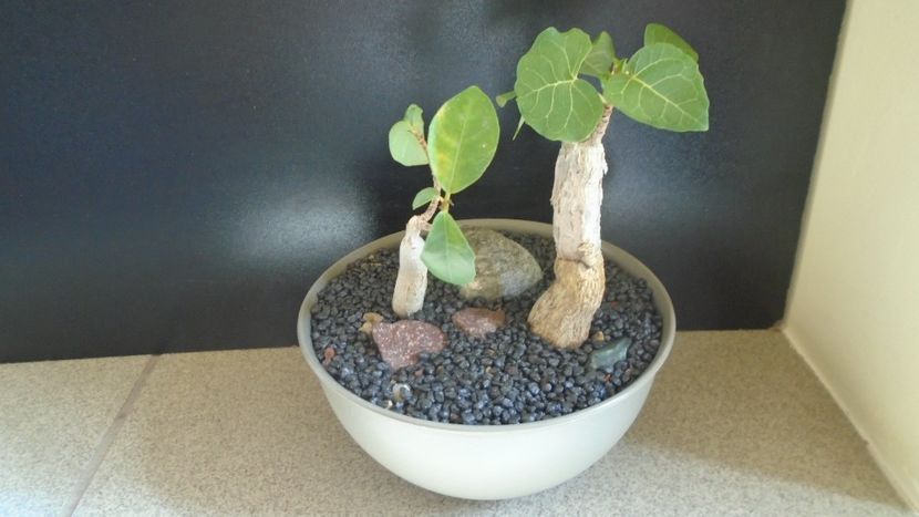 Ficus abutilifolia & Ficus burkei - Caudiciforme - pachycaule si bulboase 2021