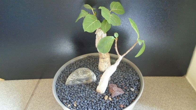 Ficus abutilifolia & Ficus burkei - Caudiciforme - pachycaule si bulboase 2021