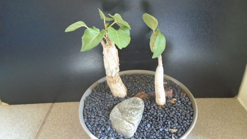 Ficus abutilifolia & Ficus burkei - Caudiciforme - pachycaule si bulboase 2021