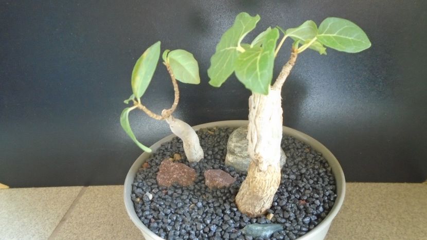 Ficus abutilifolia & Ficus burkei - Caudiciforme - pachycaule si bulboase 2021