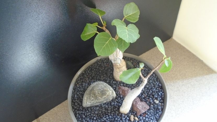 Ficus abutilifolia & Ficus burkei - Caudiciforme - pachycaule si bulboase 2021