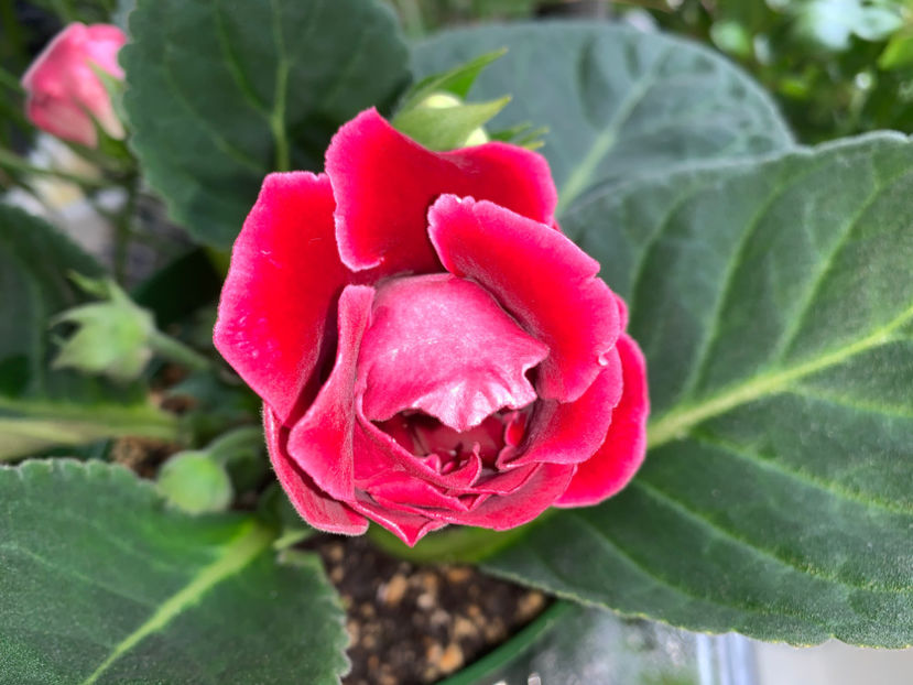  - Gloxinia 2021