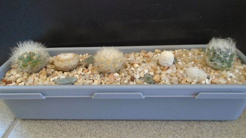 Grup de 5 Mammillaria - Cactusi 2021