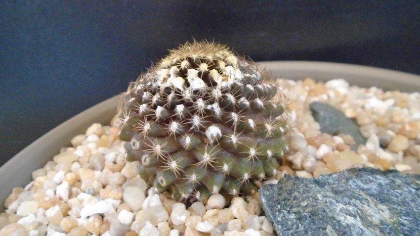 Copiapoa humilis ssp. tenuissima - Cactusi 2021
