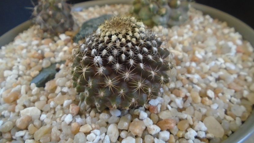 Copiapoa humilis ssp. tenuissima - Cactusi 2021