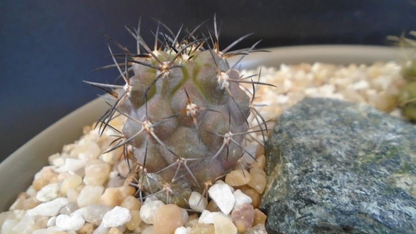 Copiapoa griseoviolacea - Cactusi 2021