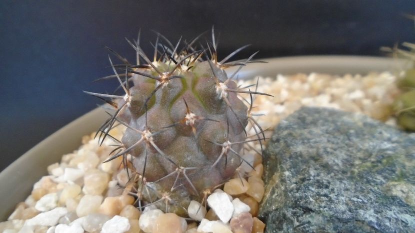 Copiapoa griseoviolacea - Cactusi 2021