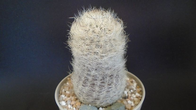 Eriosyce senilis (Neoporteria gerocephala) - Cactusi 2021