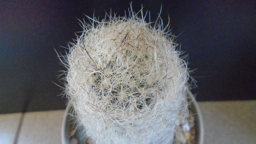 Eriosyce senilis (Neoporteria gerocephala) - Cactusi 2021