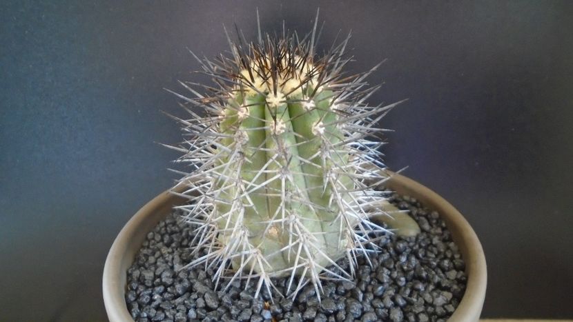 Copiapoa atacamensis v. calderana (Copiapoa calderana) - Cactusi 2021