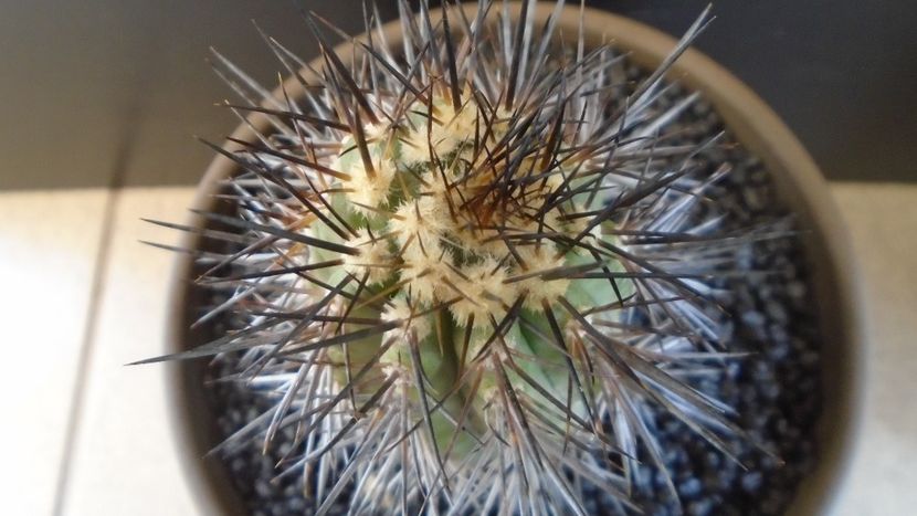 Copiapoa atacamensis v. calderana (Copiapoa calderana) - Cactusi 2021