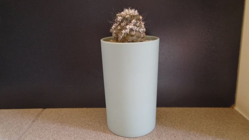 Copiapoa hypogaea v. barquitensis, FR 654, Chile - Cactusi 2021