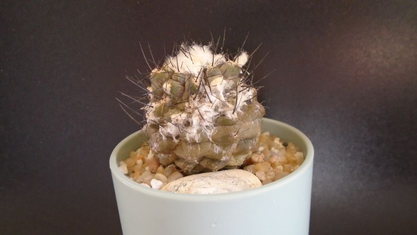 Copiapoa hypogaea v. barquitensis, FR 654, Chile - Cactusi 2021
