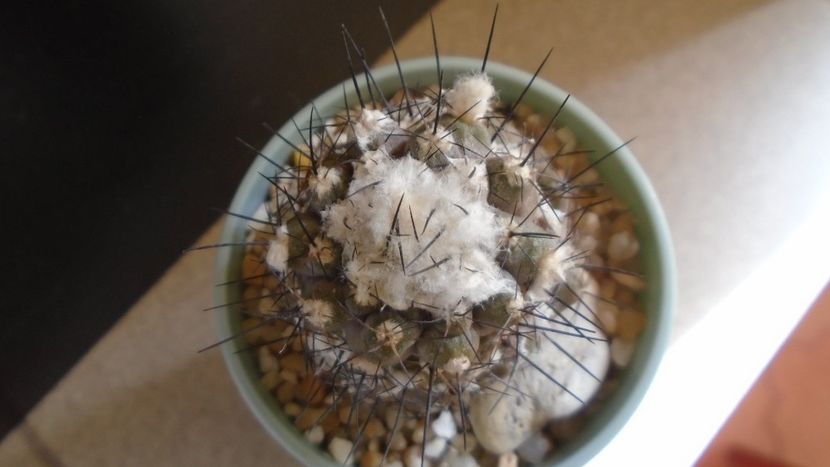 Copiapoa hypogaea v. barquitensis, FR 654, Chile - Cactusi 2021