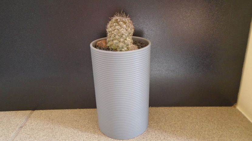 Copiapoa taltalensis (Copiapoa montana) - Cactusi 2021