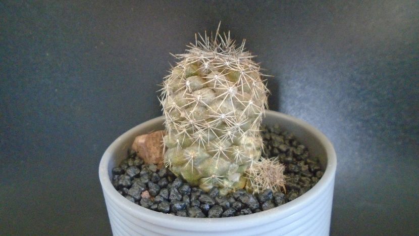 Copiapoa taltalensis (Copiapoa montana) - Cactusi 2021
